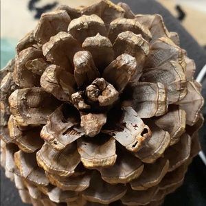Giant pinecones